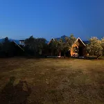 Camping Tree Olives